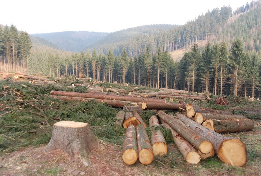 Deforestation: Reps beam searchlight on foreign timber loggers