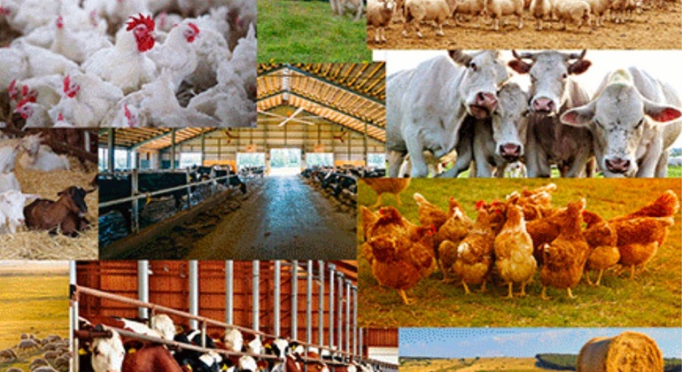 Livestock farming 